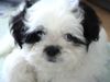 Shih Tzu Foto: ganz schüchtern (ID 23136) Shih Tzu Hund