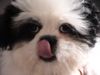 Shih Tzu Foto: Unser Luna hat Hunger (ID 23135) Shih Tzu Hund