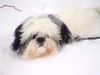 Shih Tzu Foto: ich bin ein schnee monster (ID 23148) Shih Tzu Hund