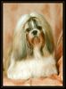 Shih Tzu Foto: CACIB Erfurt 2005 (ID 20444) Shih Tzu Hund