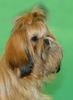 Shih Tzu Foto: CACIB Erfurt 2005 (ID 20469) Shih Tzu Hund