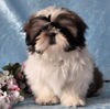 Shih Tzu Hund