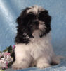 Shih Tzu Hund