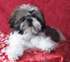 Shih Tzu Hund