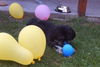 Shih Tzu Foto: mein schatz ernie (ID 28346) Shih Tzu Hund