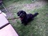 Shih Tzu Foto: Das war unsere liebe Dina letztes Jahr im Urlaub (ID 32181) Shih Tzu Hund