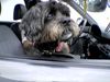 Shih Tzu Foto: Dina - Ostsee 2005 (ID 32736) Shih Tzu Hund