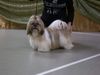 Shih Tzu Foto: Lachen ist gesund (ID 17307) Shih Tzu Hund