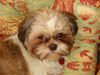 Shih Tzu Foto (ID 9308) Shih Tzu Hund
