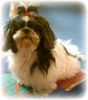 Shih Tzu Foto: mein shih tzu funny (ID 32640) Shih Tzu Hund