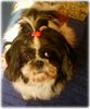 Shih Tzu Foto: das ist Funny eine Shi Tzu Dame (ID 29240) Shih Tzu Hund