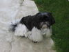 Shih Tzu Foto: unser Schatz Garfild (ID 26751) Shih Tzu Hund