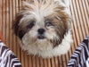 Shih Tzu Hund