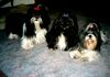 Shih Tzu Foto: Shih-Tzu vor 5 Jahren (ID 19862) Shih Tzu Hund