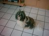 Shih Tzu Foto: hallo ich bin tarzan hahaha (ID 20703) Shih Tzu Hund