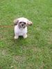 Shih Tzu Foto: Alana 12.6.2004 (ID 12001) Shih Tzu Hund