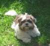 Shih Tzu Foto: Max im Grünen (ID 34476) Shih Tzu Hund