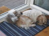 Shih Tzu Foto: Bombadil und Mäxchen (ID 33244) Shih Tzu Hund