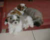 Shih Tzu Foto: Bombadill beim Mittagsschlaf (ID 31782) Shih Tzu Hund