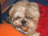 Shih Tzu Foto: Bombadill beim Mittagsschlaf (ID 31783) Shih Tzu Hund