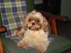 Shih Tzu Foto: Chico ist müde vom spielen (ID 33901) Shih Tzu Hund