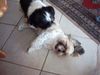 Shih Tzu Foto: Buffi und Blacky die Geschwister (ID 14927) Shih Tzu Hund