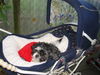 Shih Tzu Foto: ...geht die Fahrt denn bald los?...Monti (ID 27775) Shih Tzu Hund