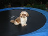 Shih Tzu Foto: Chico am Trampolin (ID 33702) Shih Tzu Hund