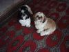 Shih Tzu Foto: Bruder und Schwester (ID 14920) Shih Tzu Hund