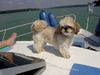 Shih Tzu Foto: Frisch vom Friseur (ID 14306) Shih Tzu Hund
