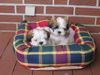 Shih Tzu Foto: Barney und Jessy (ID 17730) Shih Tzu Hund