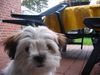 Shih Tzu Foto: Unser Barney (ID 17690) Shih Tzu Hund