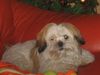 Shih Tzu Foto: Unser Barney (ID 17691) Shih Tzu Hund
