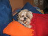 Shih Tzu Foto: schön kuschelig (ID 31844) Shih Tzu Hund