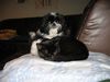 Shih Tzu Foto: Fancy mit Katzenfreundin Luzy (ID 23330) Shih Tzu Hund