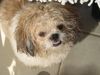 Shih Tzu Foto: Unser Simba (ID 23317) Shih Tzu Hund