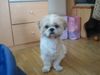 Shih Tzu Foto: Unser Simba (ID 23316) Shih Tzu Hund