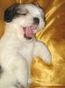 Shih Tzu Foto: Numir - Shih Tzu - Lhasa Apso Mix (ID 32416) Shih Tzu Hund