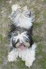 Shih Tzu Foto: It´s my life von Ping-ting-shan ( Jaina ) (ID 32415) Shih Tzu Hund