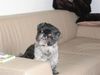 Shih Tzu Foto: teddy (ID 24555) Shih Tzu Hund