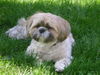 Shih Tzu Foto: Alana (ID 35938) Shih Tzu Hund