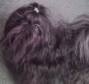 Shih Tzu Foto: Süßer Shih-Tzu Rüde Calimero 18 Monate (ID 29686) Shih Tzu Hund