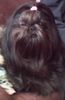 Shih Tzu Foto: Shih-Tzu \ (ID 34902) Shih Tzu Hund