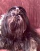 Shih Tzu Foto: Mein schwarz-silberblauer Liebling! (ID 34903) Shih Tzu Hund