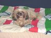 Shih Tzu Foto: Das ist Stella unser kleine Knuddelmaus (ID 29527) Shih Tzu Hund