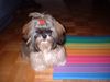 Shih Tzu Foto: Nochmals unsere Zuckerpuppe (ID 4434) Shih Tzu Hund
