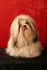 Shih Tzu Foto: schon wieder still sitzen!! (ID 27403) Shih Tzu Hund