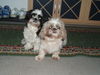 Shih Tzu Foto: Stella und Chiara beim Privatfotoshoooting (ID 32302) Shih Tzu Hund