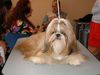Shih Tzu Foto: 17 Monate Keitho (ID 27073) Shih Tzu Hund