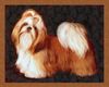 Shih Tzu Foto: Bin ich nicht schön? (ID 21387) Shih Tzu Hund